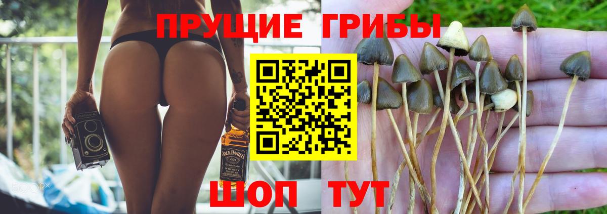 Галлюциногенные грибы Cubensis Кимры